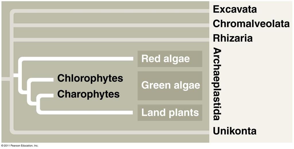 Red algae & green algae 27 Supergroup Archaeplastida Closest living relatives to