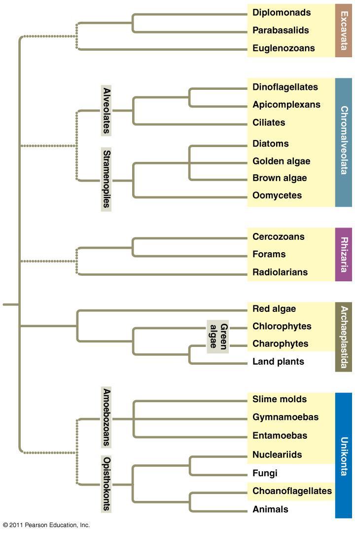 1 Protist Phylogeny Algae - Not monophyletic What unites them as a group?