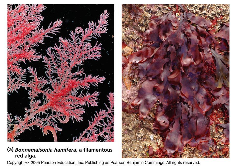 Red Algae 28 Phylum Rhodophyta ~ 6,000