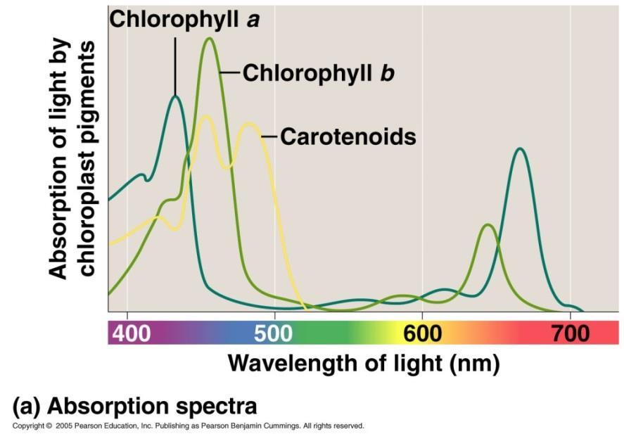 Photosynthetic Pigments in Chloroplasts 6