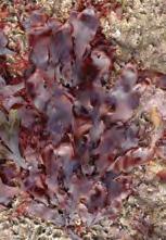 Archaeplastids: Red Algae (Rhodophyta) (not all red, red to black). Multicellular, most marine (some fresh). Abundant in warm coastal tropics.