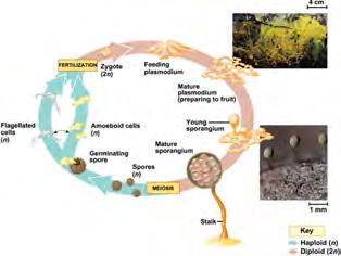 Plasmodial slime molds: Alternation of generations Environmental stress Aggregates of individual cells