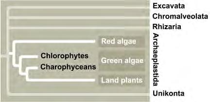 Water molds, white rusts, mildews Heterotrophs, lack chloroplasts Important in organic decomposition