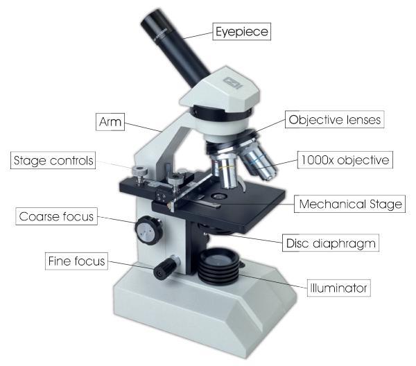 When viewed, how will the "d" will appear? Draw it on your answer sheet. 4. Which part of this microscope is used to control the amount of light coming to the image from the light source?
