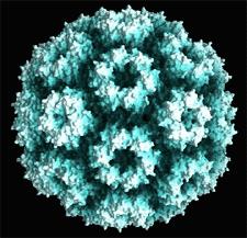 How many viruses would fit across the diameter of a