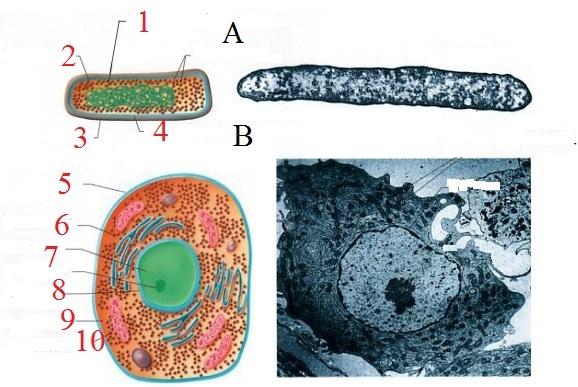 PART 4: Cell Types Use Diagrams A, B, and C to help you answer the following questions 31. Which diagram (A,B,or C) is acellular? 32. Which diagram (A,B,or C) is a prokaryotic cell? 33.