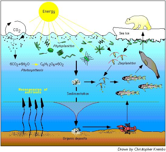 Cyanobacteria, protozoa, fungi, algae 74. Which of the following types of microbes could be decomposers for the ocean ecosystem? bacteria, protozoa, fungi, algae 75.