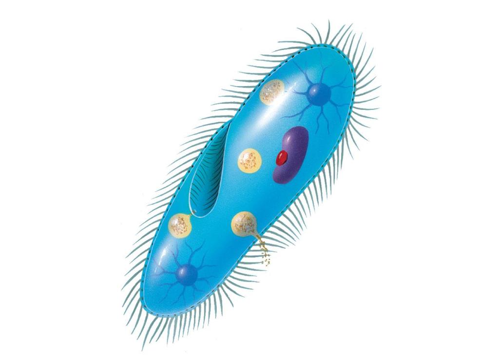 Figure 20-13 The complexity of ciliates macronucleus oral groove food