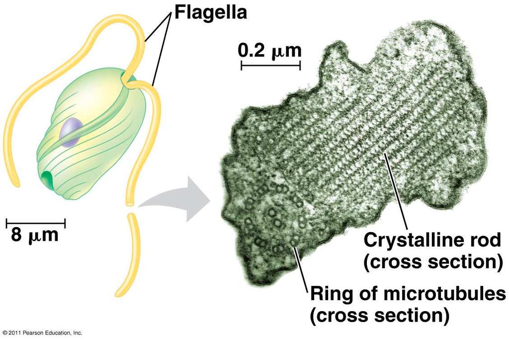 3. Euglenozoa Contain special rod inside flagellum Mixotrophs photoautotrophs in light