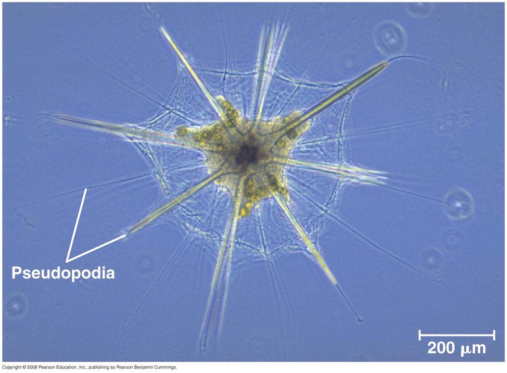 SAR (Rhizaria) Thin pseudopodia Used for movement and