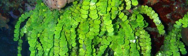 Green Algae Green Algae (Chlorophyta, means green plants ) Green algae