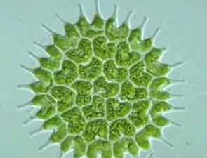 Green Algae Green Algae (Chlorophyta, means green plants ) Cellulose in their cell walls Chlorophyll a and b Store food in the form of starch, like land plants Green algae live in fresh and salt