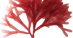 Red Algae Red Algae (Rhodophyta, means red plants ) Red algae are able to live at great depths (up to 250m) due to their efficiency in harvesting light energy.