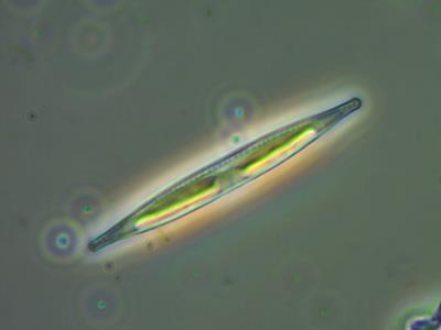 Diatoms have