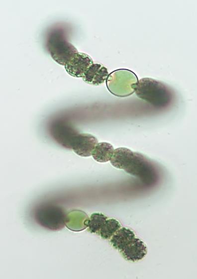 Heterocysts Anabaena sp.