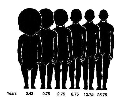 different species (evolutionary allometry) In graphic an allometric relationship at any of these levels, one would typically use body size as the independent variable (x axis), and some body part s