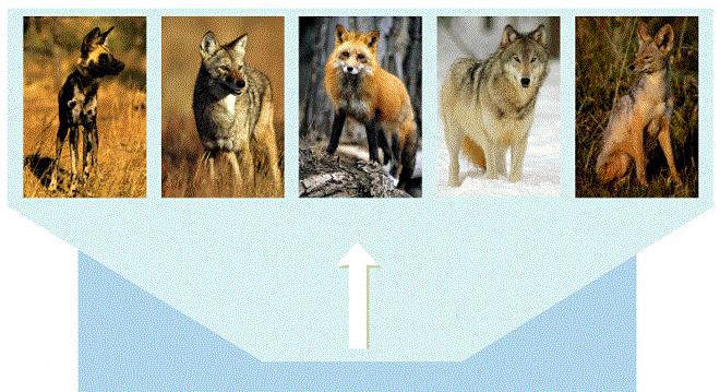 These five canine species evolved from a common ancestor through natural selection Jackal