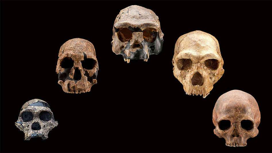 Unanswered questions Who was the first hominid? Why do we walk upright? Why are our brains so big?