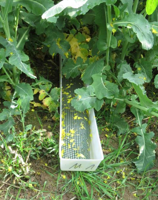 Assessment of OSR pests: wter trys t soil level photoeclectors pod exmintion Johnnes