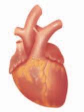 It has two upper chambers, the left and right atria, and two lower chambers, the left and right ventricles. Why do multiple chambers result in a more efficient heart? 2.