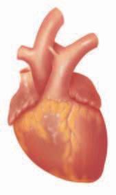 6. Follow the cutting diagram below very carefully to study the anatomy of the right side of the heart. 7. Again, turn the heart with the ventral surface facing you and the apex pointing downward.