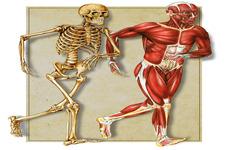 You can move because your body has joints and you have muscles that pull your bones to move your body. Muscles are attached to bones by tendons. Bones are connected to each other by ligaments.