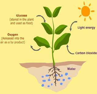 The water travels to the leaf or stem where the plants make the food. The plants use the gas carbon dioxide from the air.