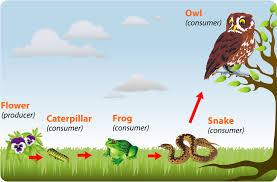 17 Unit 2: Food chains Vocabulary producers: plants that produce or make their own food energy flow: energy that is passed on from one organism to the next consumers: animals are unable to produce