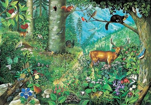 2 Topic 1: Plants and animals Unit 1: Different plants and animals Vocabulary Habitat: the natural home of a plant or an animal Biodiversity: the