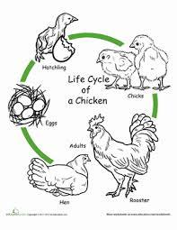 20 Unit 3: Life cycle of an animal Vocabulary reproduce: when plants and animals produce