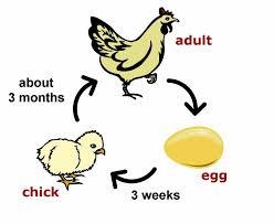 When the sperm cell joins with the egg cell inside the hen s body, fertilization takes place. After about 24 hrs the hen can lay eggs.