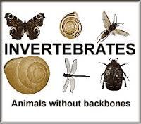 of animals Endoskeleton: a skeleton found inside of an animal s body Invertebrate: an animal that does not have a backbone made of bones Vertebrate: an animal with a bony backbone Moult: to shed the