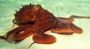 Octopus Snail