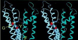 Molecular Simulation Based drug toxicity prediction Drug HERG K+ channel binding affinity