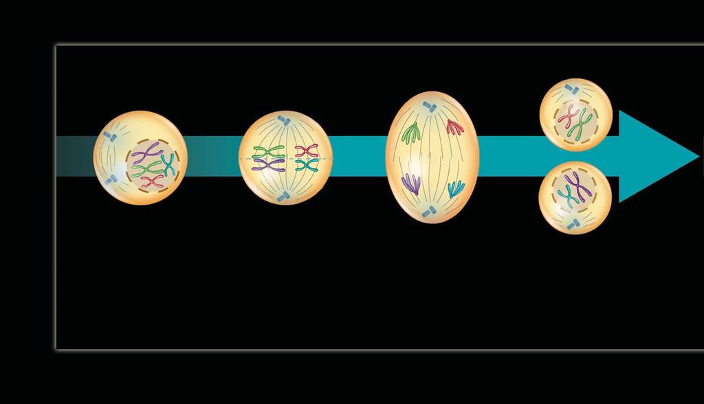 Meiosis I Before meiosis begins, DNA has already been copied. Meiosis I divides homologous chromosomes, producing two haploid cells with duplicated chromosomes.