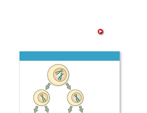 FIGURE 6.6 GAMETOGENESIS Sperm production Egg production For more about meiosis, go to scilinks.org. Keycode: MLB006 MAIN IDEA Haploid cells develop into mature gametes.