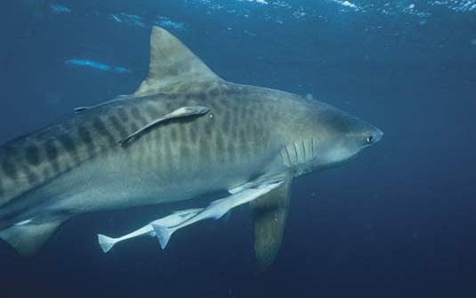 Station 6 Shark and Remora Fish : symbiotic relationship between the shark and remora fish Remora fish get free