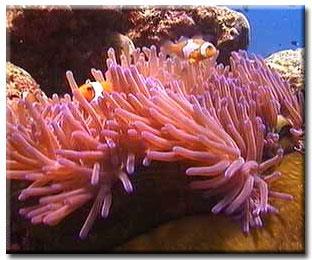 Station 3 CLOWN FISH AND SEA ANEMONE: symbiotic relationship between clown fish and the sea anemone Clown fish get
