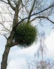 Station 5 MISTLETOE: symbiotic relationship between mistletoe and tree that it is attached to.