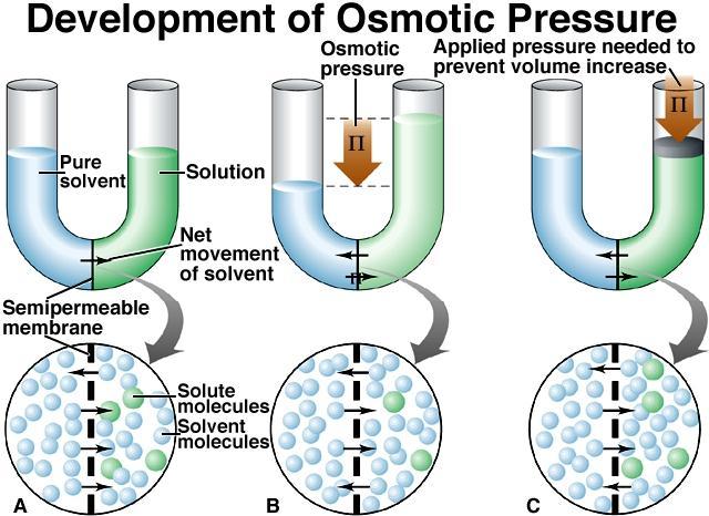 Osmosis: The flow of solvent through a semipermeable membrane into a solution The