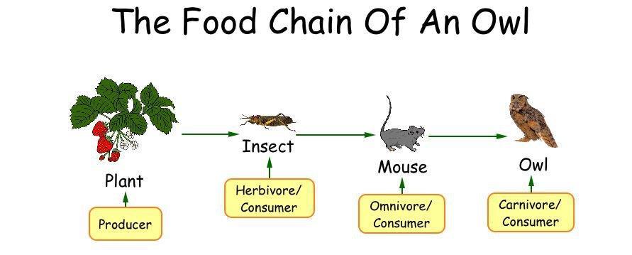 Herbivores eat only plants (Ex. Grasshopper, rabbit, cow) Omnivores eat both meat and plants (Ex.