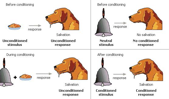 Habituation-an animal stops responding to a stimulus after too much