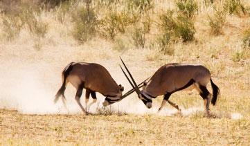 The lion (predator) hunts the gazelle (prey)