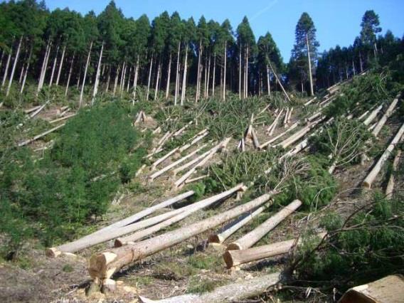 Humans have a large impact on ecosystems Population growth has led to destruction of habitats We use resources (trees, oil,