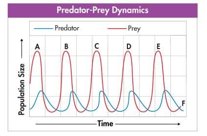 Predator-Prey Relationships predation: An interaction in which one animal (the predator) captures and feeds on