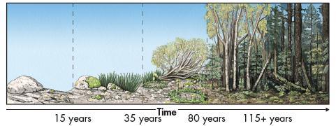 Primary Succession Succession that begins in an area with no remnants of an older