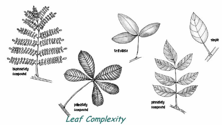 G. Basic Leaf Morphology Basic leaf structure includes the PETIOLE that attaches the leaf to the stem (leaves are referred to as sessile when there is no petiole), the BLADE which is the flattened