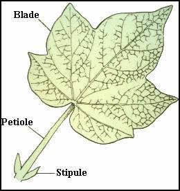 MARGIN or outer edge of the leaf. Be aware of these terms when examining the plants in today s lab.