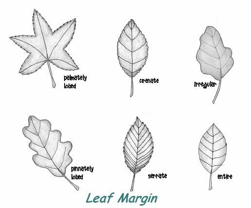 Fig. 10. There three primary ways that the primary veins of leaves can be arranged. Parallel venation is typical of monocotyledonous plants, pinnate or palmate typical of dicotyledonous plants.