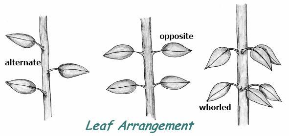 The arrangement of leaves on a stem is referred to as PHYLLOTAXY (phyllo is derived from Greek for leaf, and taxy is derived from Greek/Latin for arrangement or order ).